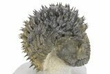 Enrolled Spiny Drotops Armatus Trilobite - Multi-Toned Shell #241161-1